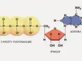 ATP w biologii – klucz do zrozumienia energii w komórkach
