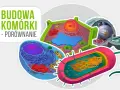 Co to jest komórka w biologii? Zrozum podstawowe funkcje i znaczenie