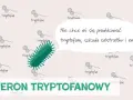 Co to jest transkrypcja w biologii? Klucz do zrozumienia genów