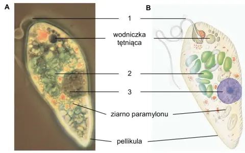 Jakie są dziedziny biologii? Poznaj różnorodność i ich znaczenie