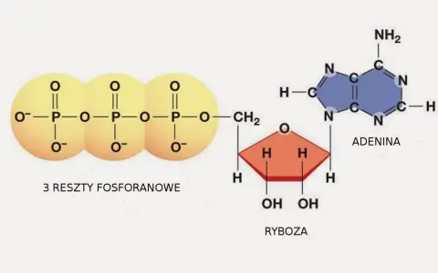 ATP w biologii – klucz do zrozumienia energii w komórkach