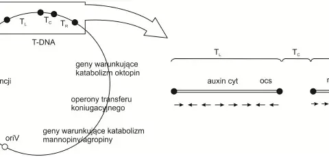 Co to jest wektor w biologii i jak zmienia inżynierię genetyczną