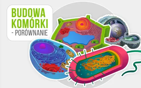 Co to jest komórka w biologii? Zrozum podstawowe funkcje i znaczenie