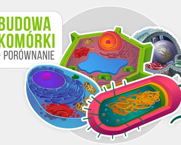 Co to jest komórka w biologii? Zrozum podstawowe funkcje i znaczenie