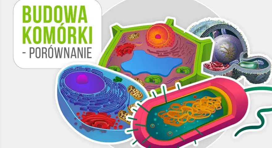 Co to jest komórka w biologii? Zrozum podstawowe funkcje i znaczenie
